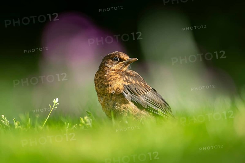 Eurasian blackbird (Turdus merula) adult female garden bird on a grass lawn, England, United Kingdom