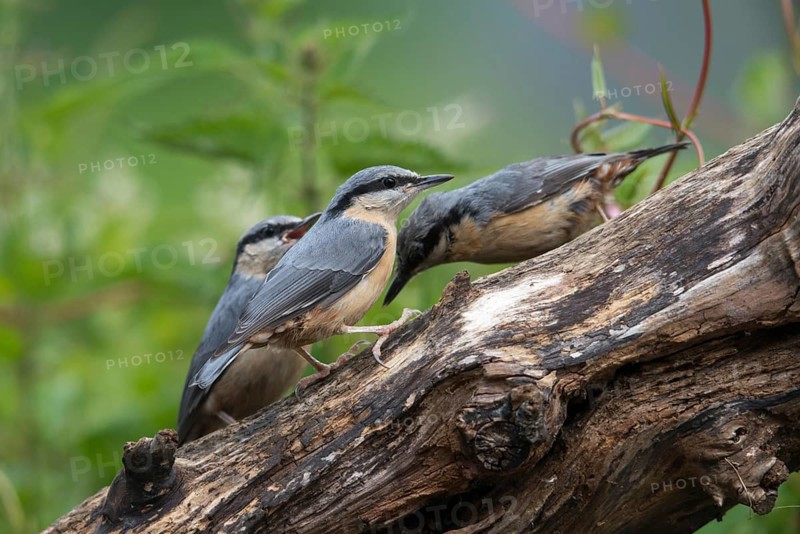 Nuthatch, sitta europaea, birds, adolescent, juvenile, passeri, songbirds, songbirds, birds