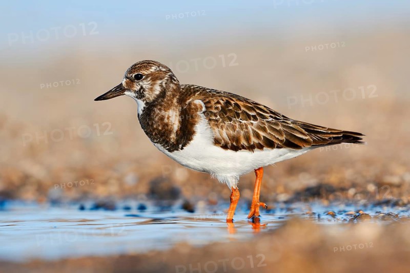 Turnstone (Arenaria interpres) in non-breeding plumage, Fuerteventura, Canary Islands, Spain