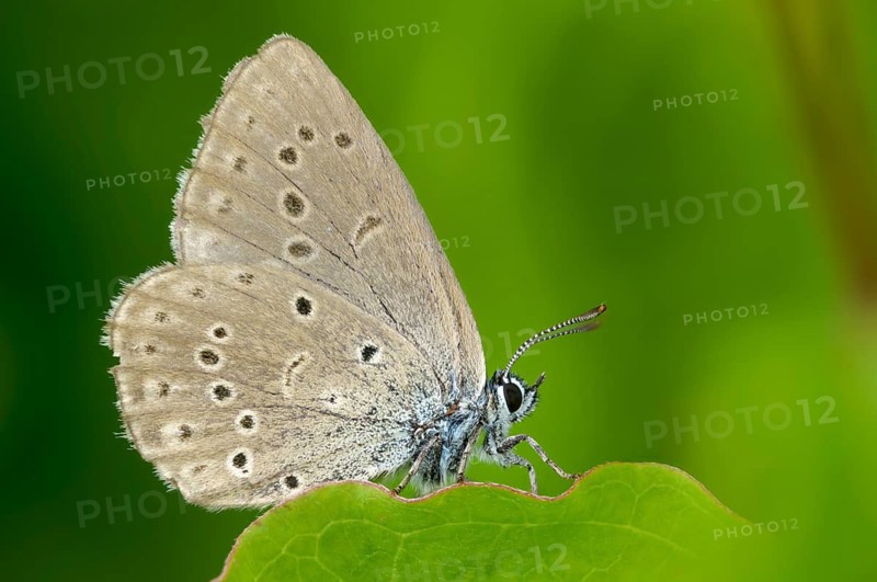 Glaucopsyche Alcon ssp. rebeli, glaucopsyche rebeli, cruciferous ant blue, maculinea rebeli, phengaris alcon ssp. rebeli, phengaris rebeli, butterfly, female, insects, butterfly, butterflies, butterflies, female