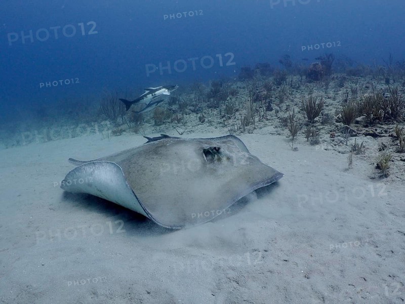 A Southern Stingray (Hypanus americanus) stirs up sand as it moves along the seabed, Breakers dive site, Palm Beach, Florida, USA