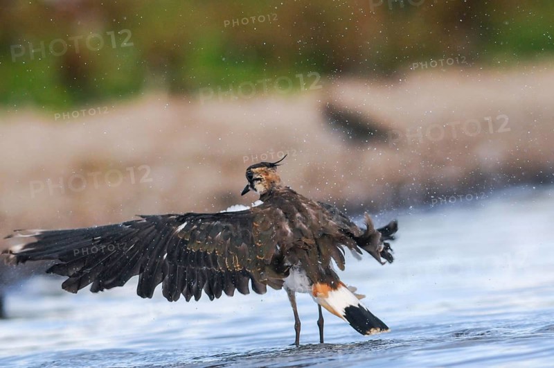 Lapwing, Vanellus Vanellus, Bath, Bathe, Birds, Charadriiformes, Flying, Flight, Limikolen, Plover, Potion, Birds, Wader, Watering Place, Wadbirds