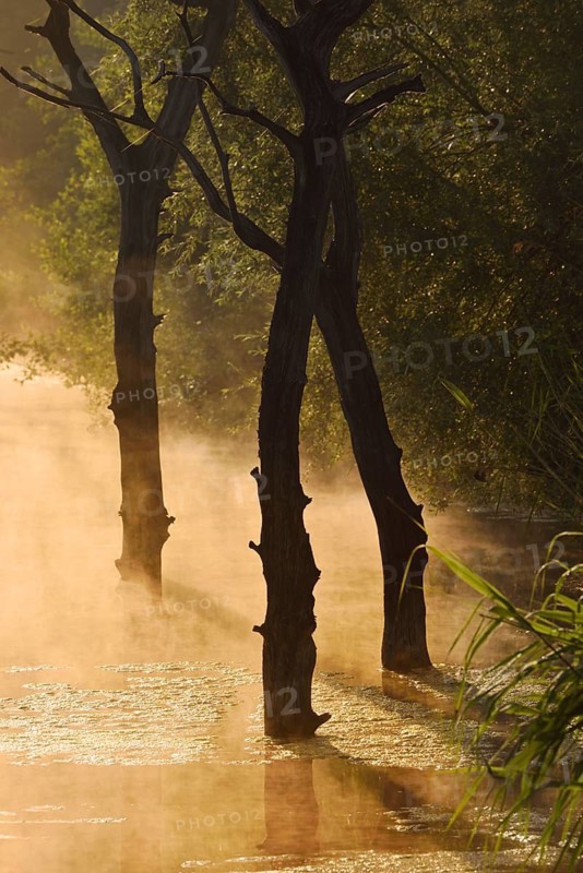 Dead trees in water at sunrise, North Rhine-Westphalia, Germany