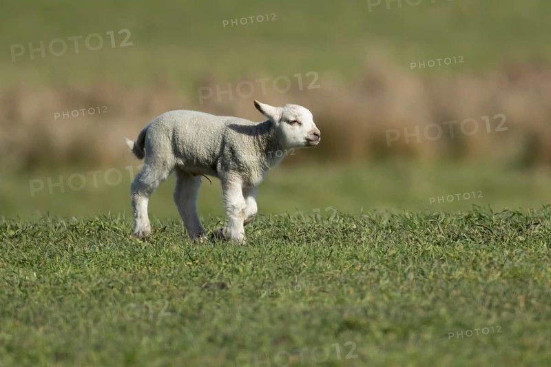 Domestic sheep (Ovis aries) juvenile baby lamb animal in a grass field in spring, England, United Kingdom
