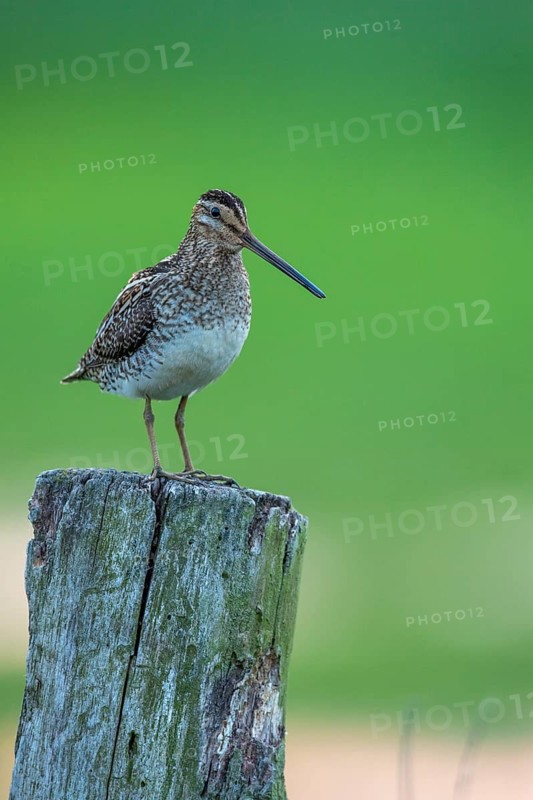 Common Snipe (Gallinago gallinago), Lembruch, Lower Saxony, Germany