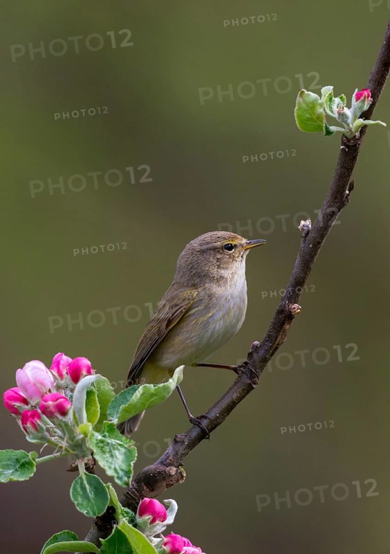 Chiffchaff, fruit tree blossoms, phylloscopus collybita, zilpzalp, birds, spring, high size, portrait format, passeri, songbirds, song birds, jump, birds