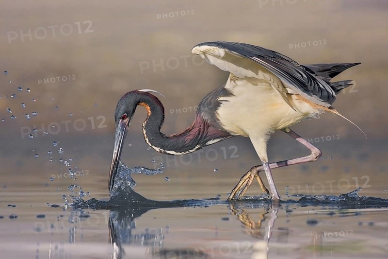 Animals Birds Herons Tricoloured Heron (Egretta tricolor), Florida