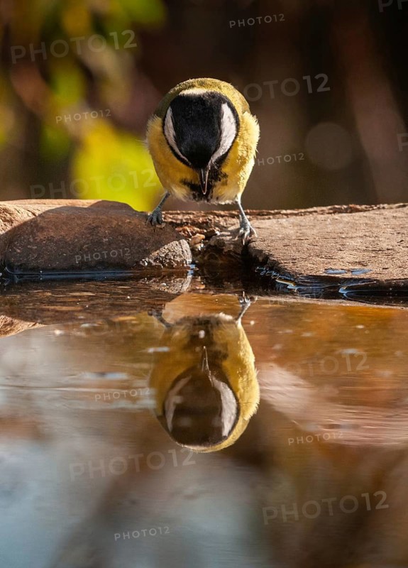 Great tit, great tit, parus major, bath, bird bath, birds, high size, portrait format, tits, passeri, songbirds, tits, drinking water, birdbath, birds, watering place
