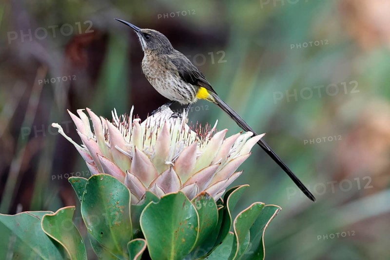 Cape Honeybird (Promerops cafer), adult, male, on flower, Protea, vigilant, Kirstenbosch Botanical Gardens, Cape Town, South Africa