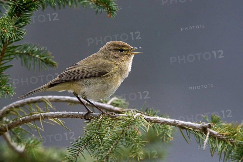 Chiffchaff, phylloscopus collybita, zilpzalp, birds, passeri, songbirds, birds