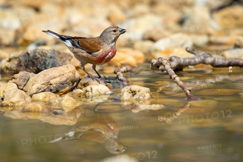 Acanthis cannabina, bloodtail, linaria cannabina, linnet, bath, bird bath, birds, hanfling, male, mirror, male, passeri, songbirds, songbirds, reflection, drinking, birdbath, birds, watering place