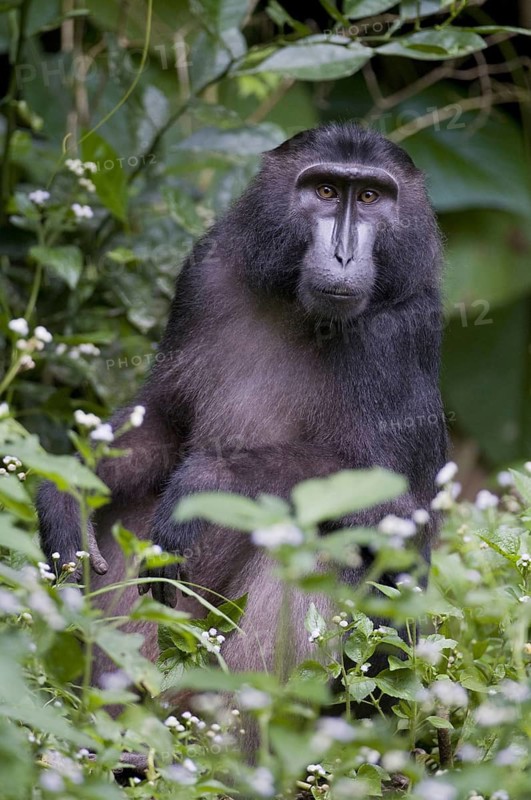 Indonesia Sulawesi Island Jungle Animal Animals Mammals Monkey Primate Primate Macak Macake Gorontalo Gorontalo-Makak Dumoga- bone Macaque Gorontola Macaque