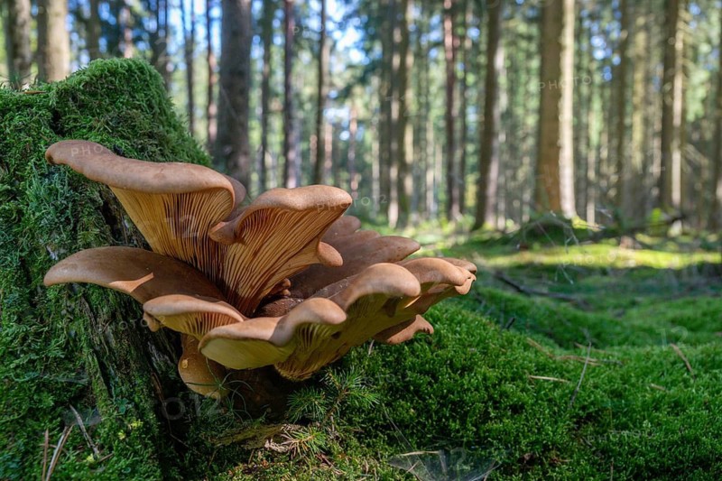 Paxillus atrotomentosus, velvet foot wood crempling, velvet foot crempling, tapinella atrotomentosa, sausage salad mushroom, fungi, velvet roll-rim, velvet-footed pax