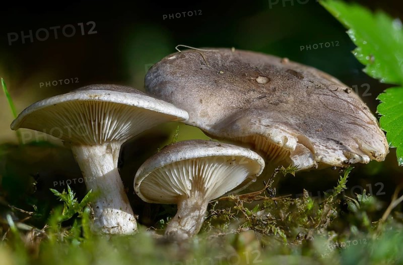 Grey-brown rubella knight, horn-gray rubella knight, lepista luscina, lepista panaeolus, marbled rubella knight, Paxillus lepista, rhodopaxillus panaeolus, rubella knight, fungi, fungi, mushrooms