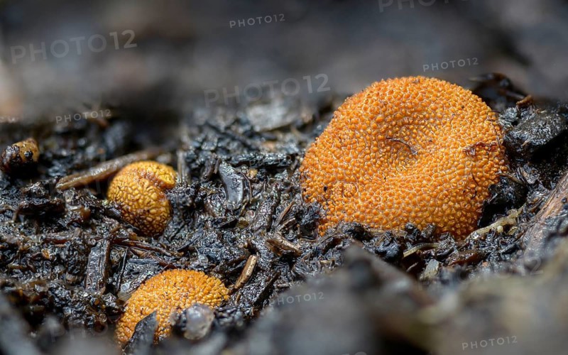 Colorful deer truffles, Elaphomyces muricatus, Elaphomyces variegatus, light brown deer truffles, deer truffles, small warty deer truffles, prickly deer truffles, warty deer truffles, fungi, fungi, mushrooms