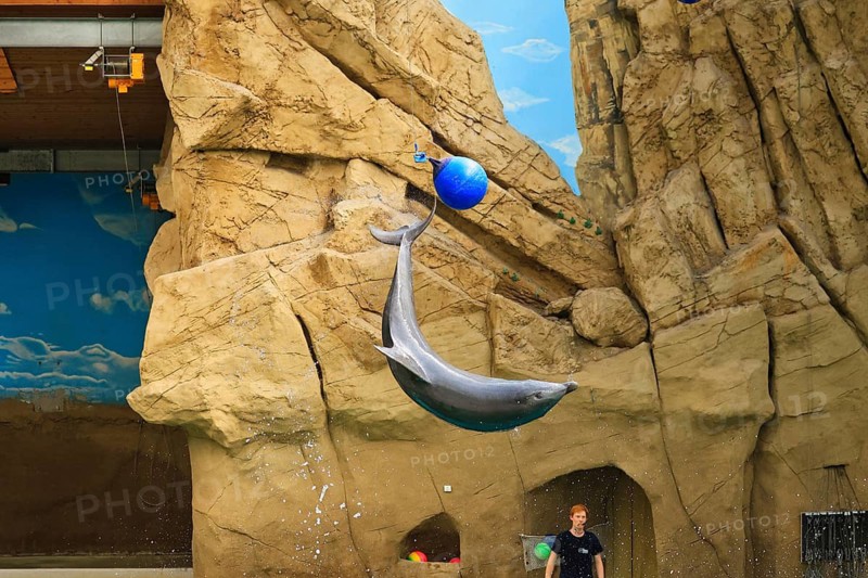 Delfinshow, Delfinarium Duisburg, Duisburg, North Rhine-Westphalia, Germany