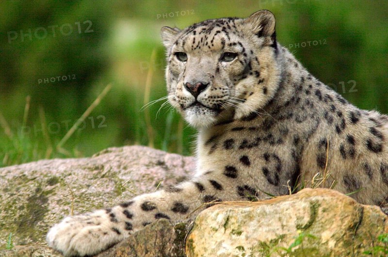 Animals, Mammals, Snow leopard on the lookout (Panthera unica)