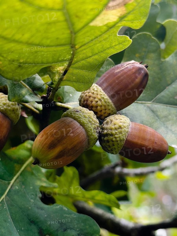 Oak leaves with acorns (Quercus)