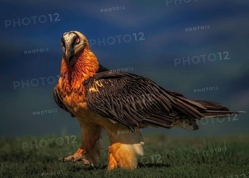 Bearded vulture (Gypaetus barbatus) close-up, Pyrenees, Spain