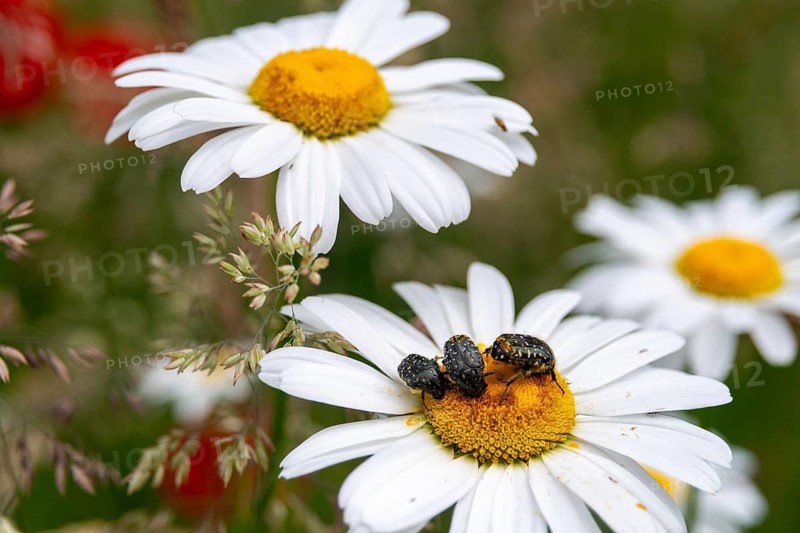 Asteraceae, leaf horn beetle, chrysanthemum leucanthemum, early daisy, daisy, leucanthemum vulgare, meadow daisy, daisy, oxythyrea funesta, rose beetle, scarabaeidae, weeping rose beetle, beetle, flower meadow, flowery meadow, coleoptera, dog daisy, flora, insects, insects, beetles, marguerite, meadow, natural meadow, oxeye daisy, plants, meadow, wildflower meadow