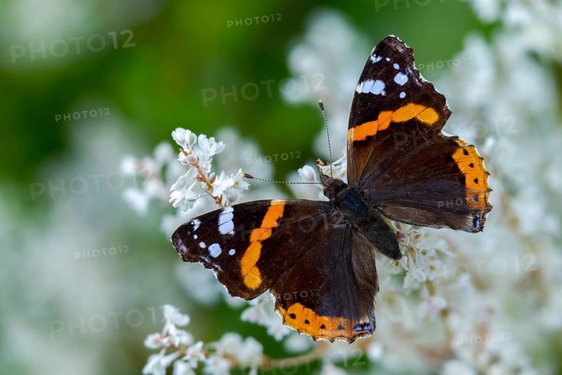 Admiral, Red Admiral, Vanessa Atalanta, Butterfly, Insects, Butterfly, Butterflies