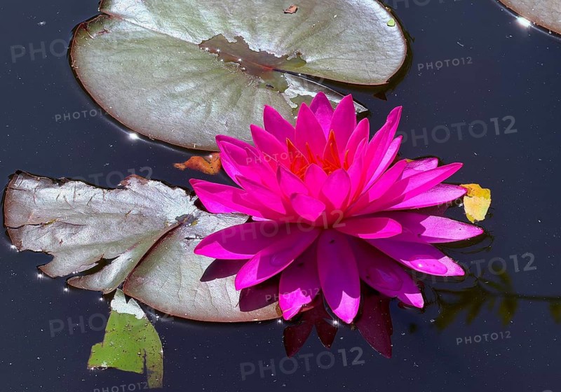 Water lily (Nymphaea), Rombergpark Botanical Garden, Dortmund, North Rhine-Westphalia, Germany