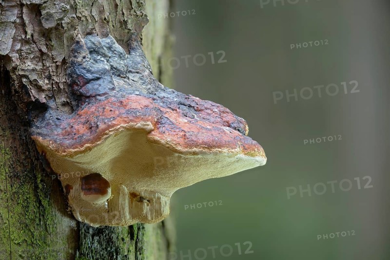 Tree sponge, spruce porling, fomes marginatus, fomitopsis pinicola, pine porling, red-banded polypore, red-belted polypore, red-edged tree sponge, red-edged porling, ungulina marginata, white-edged tree sponge, fungi, mushrooms, red-belted conk