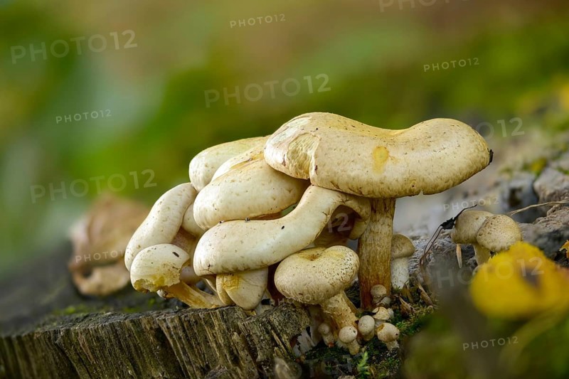 Pale Schueppling, Gummischüppling, Pholiota Gummosa, Straw Pale Schueppling, Fungus, Mushrooms, Sticky Scalycap