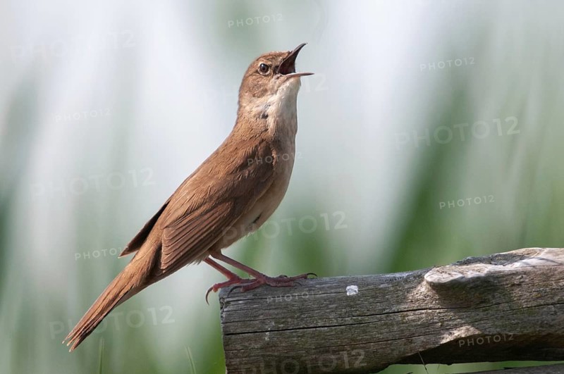 Locustella luscinioides, cane swirl, Savi's warbler, birds, song, passeri, singing, songbirds, birds