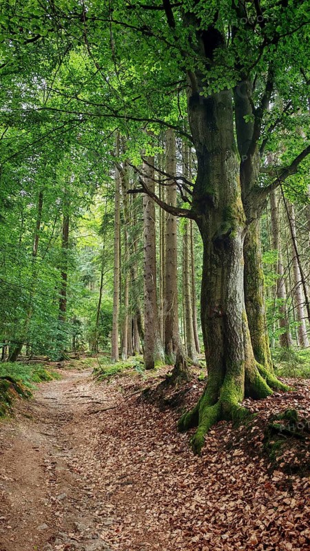 Large tree next to a rural forest trail in a dense tree landscape, hiking in the Fichtelgebirge nature park Park, Upper Franconia