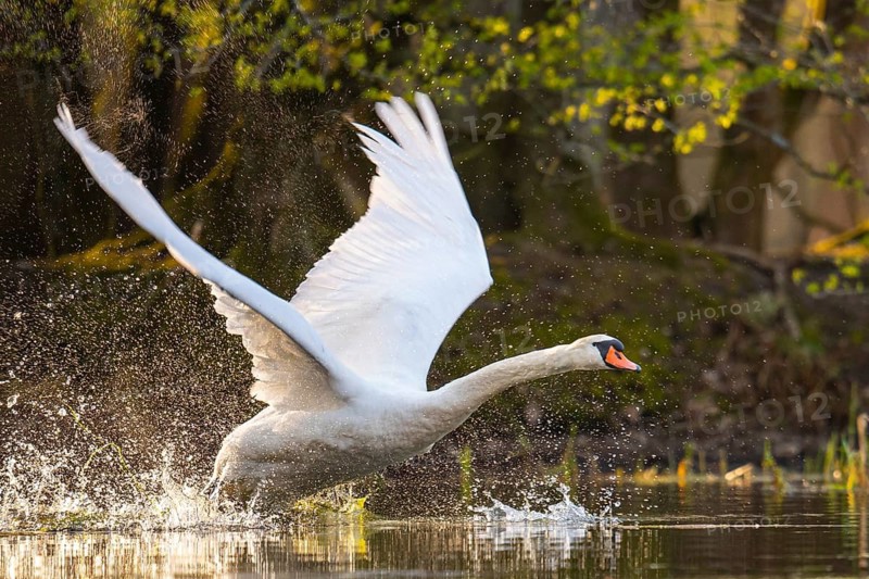 Mute Swan (Cygnus olor), Ahlhorn Fish Ponds, Ahlhorn, Lower Saxony, Germany