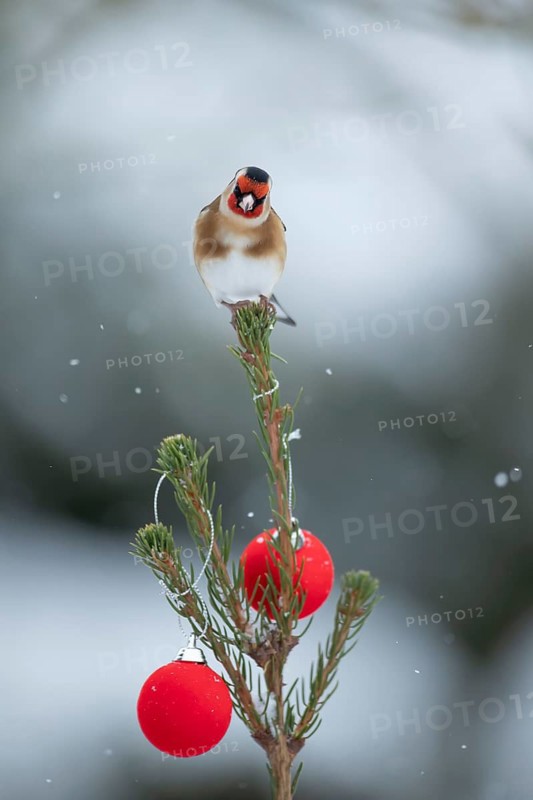 European goldfinch (Carduelis carduelis) adult garden bird on a Christmas tree in snow in winter, England, United Kingdom