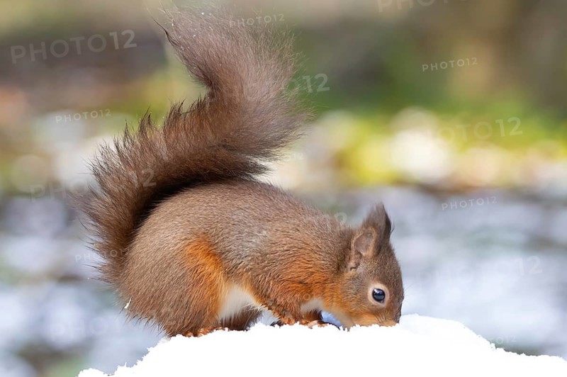 Red squirrel (Sciurus vulgaris) adult animal in snow in winter, England, United Kingdom