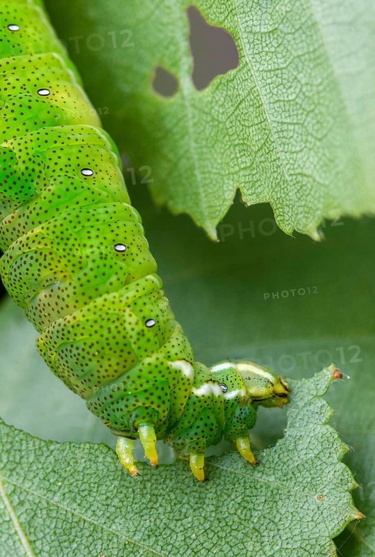 Birch moth, endromis versicolora, kentish glory, butterfly, high size, portrait, inchworm, insects, moths, moths, moths, moths, caterpillar, butterfly