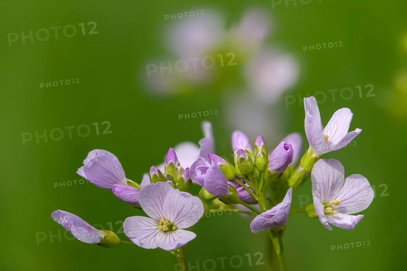 Brassicaceae, Cardamine Pratensis, Cruciferous Vegetables, Bubble Weed, Meadowfoam, Cuckooflower, Flora, Lady's Smock, Plants