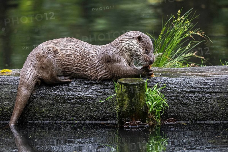 Eurasian otter (Lutra lutra), Lüneburg Heath, Lower Saxony, Germany