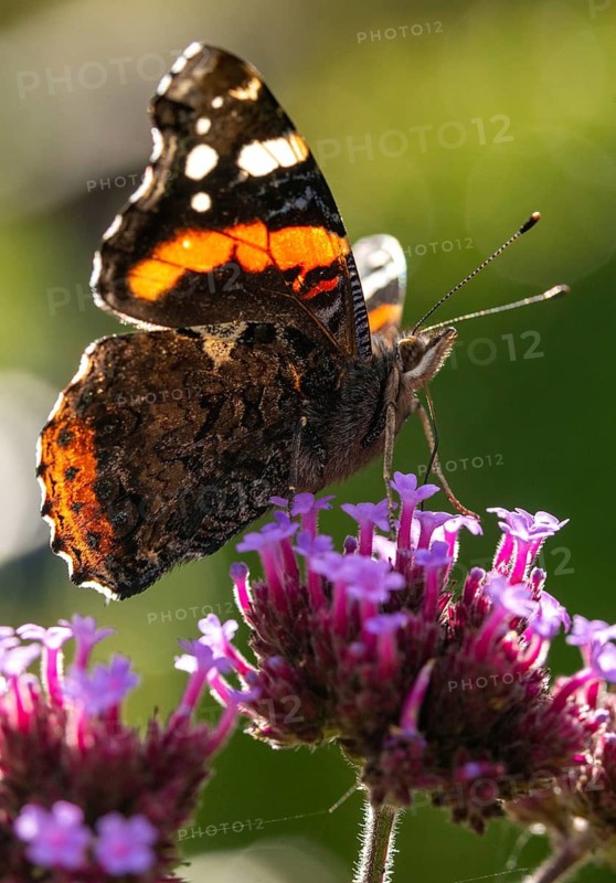Admiral, Red Admiral, Vanessa Atalanta, butterfly, high size, portrait, insects, butterflies, butterflies, butterflies