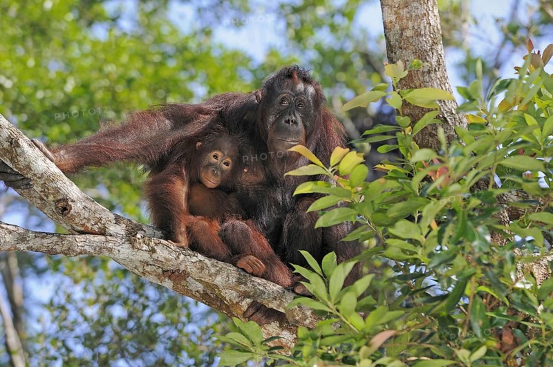 Animals, Mammals, Orangutan, Female with baby, Young, Baby animals, (Pongo pymaeus), Tanjung Puting National Park, Borneo, Indonesia