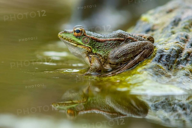 Iberian green frog, Iberian water frog, Pelophylax Perezi, Rana Perezi, amphibians, amphibians, Extremadura, frog, frog, amphibians, Spain
