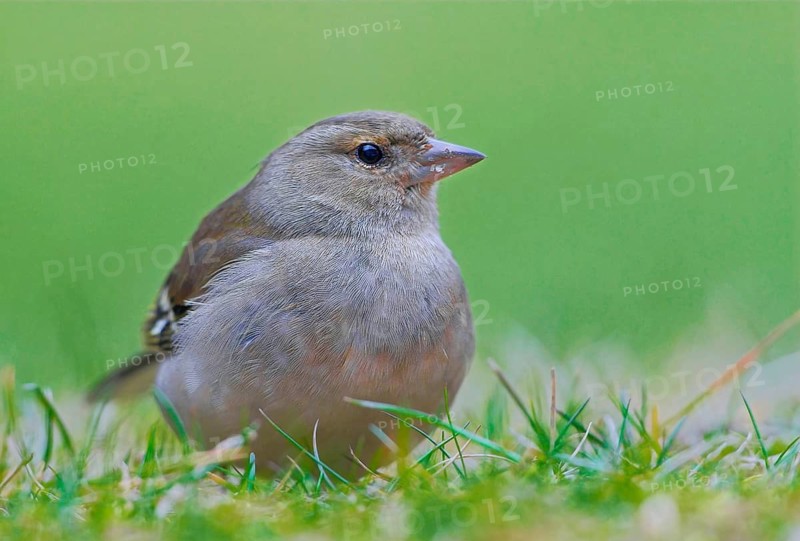 Animals, birds, greenfinch, greenfinch (Carduelis chloris)