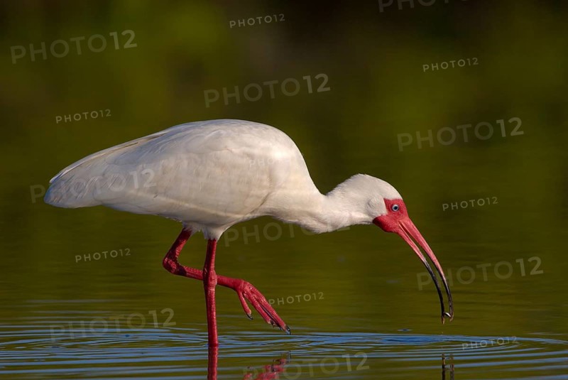 Animals Birds White ibis (Eudocimus albus), Florida