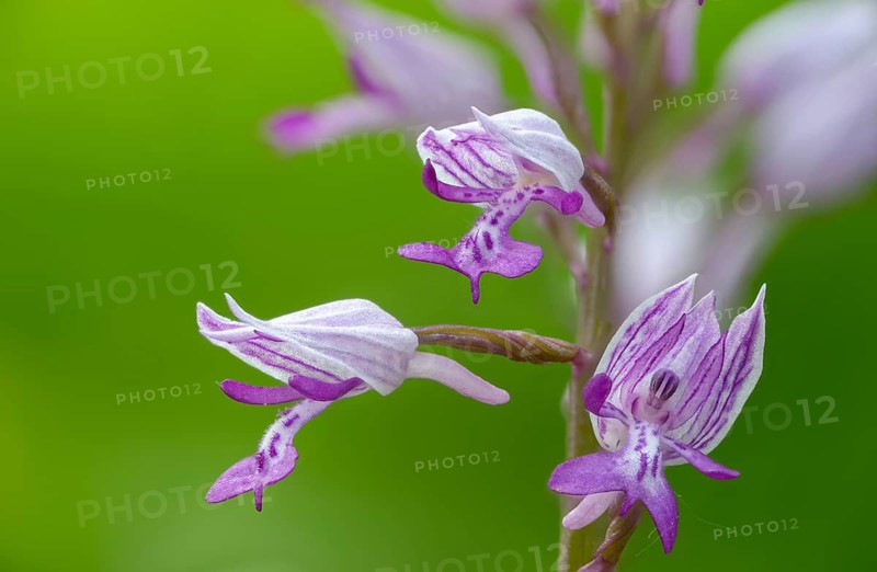 Helmet herb, orchidaceae, orchids, orchids, orchids, orchis militaris, flora, military orchid, plants