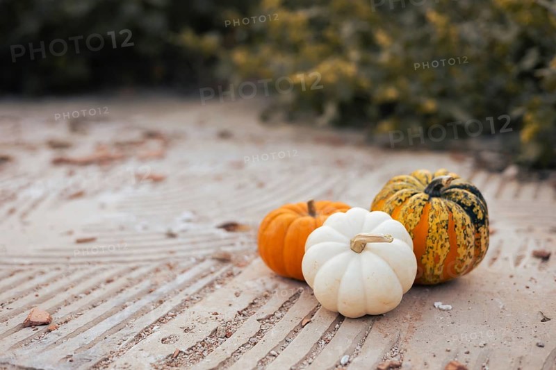 A trio of pumpkins, featuring vibrant orange, creamy white, and striped green. Halloween celebration. The backdrop consists of subtle greenery that complements their colors. This autumn setting showcases the seasonal charm and rustic beauty of pumpkins typically found in harvest displays