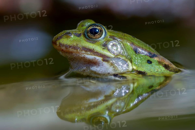 Common water frog, edible frog, pelophylax esculentus, pelophylax cl. esculentus, rana kl. esculenta, pond frog, amphibians, amphibians, frogs, amphibians, frogs, amphibians