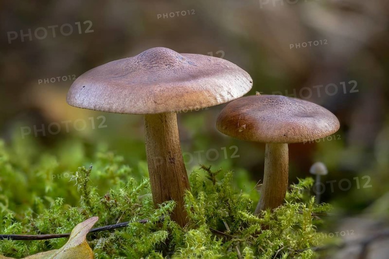 Bitter oak knight, Tricholoma ustaloides, fungi, fungi, mushrooms