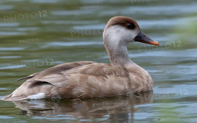 Common duck, netta rufina, red-crested pochard, anatidae, birds, ducks, ducks, ducks, female, birds, waterbirds, waterbirds, female
