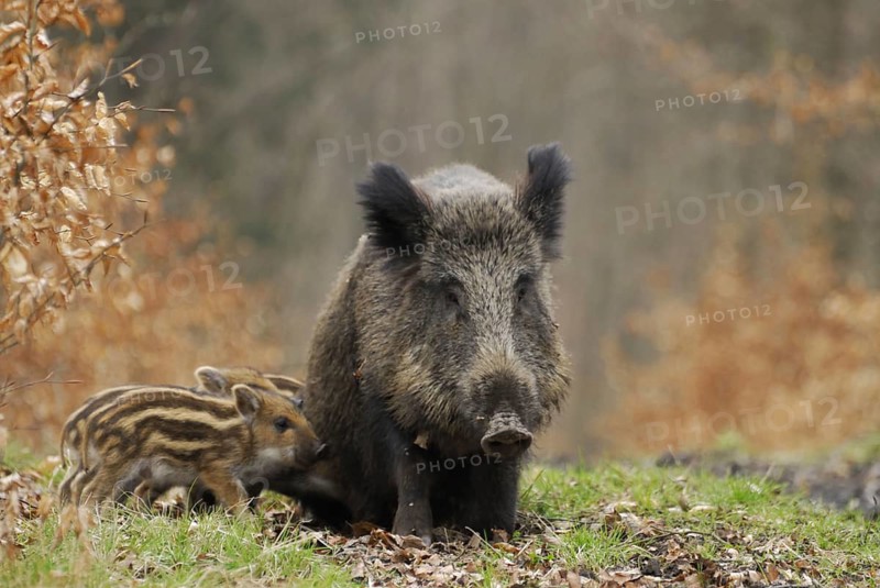 Wild boar (Sus scrofa), a sow nursing her young, North Rhine-Westphalia, Germany, in captivity, April 2008