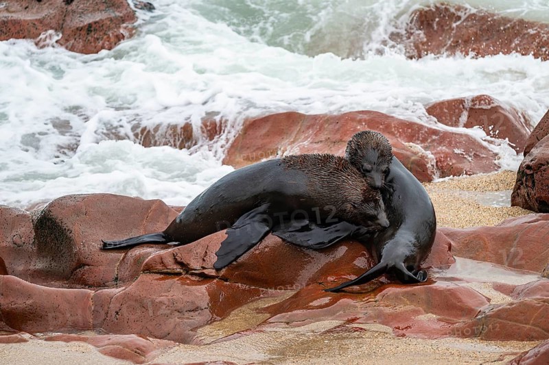 Male fur seals fighting for territory, Cape fur seal (Arctocephalus pusillus), Cape Cross, Atlantic coast, Namibia