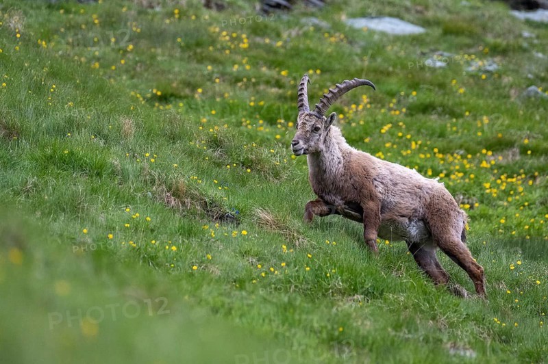 Alpine ibex (Capra ibex), Heiligenblut am Großglockner, Carinthia, Austria