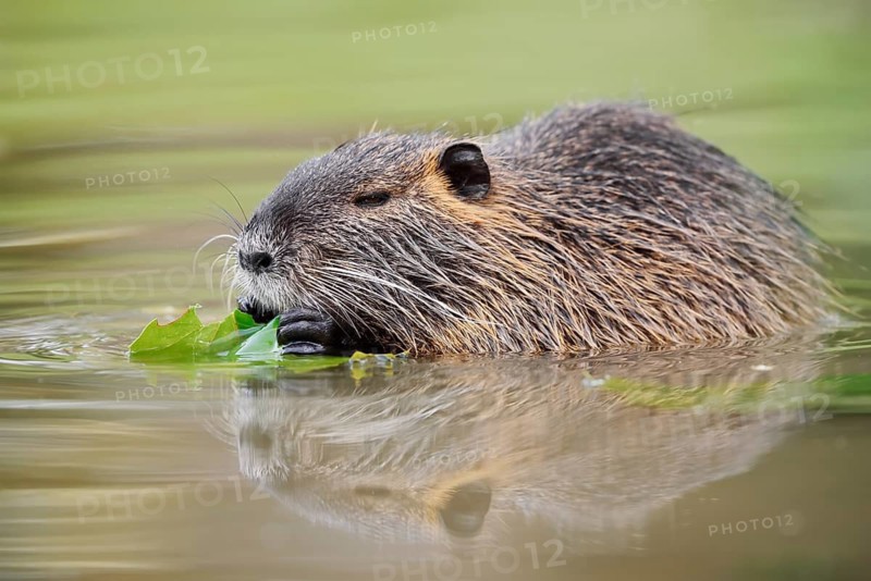 A nutria, beaver rat or swamp beaver (Myocastor coypus) is sitting in the water eating leaves, North Rhine-Westphalia, Germany, an invasive species in Europe